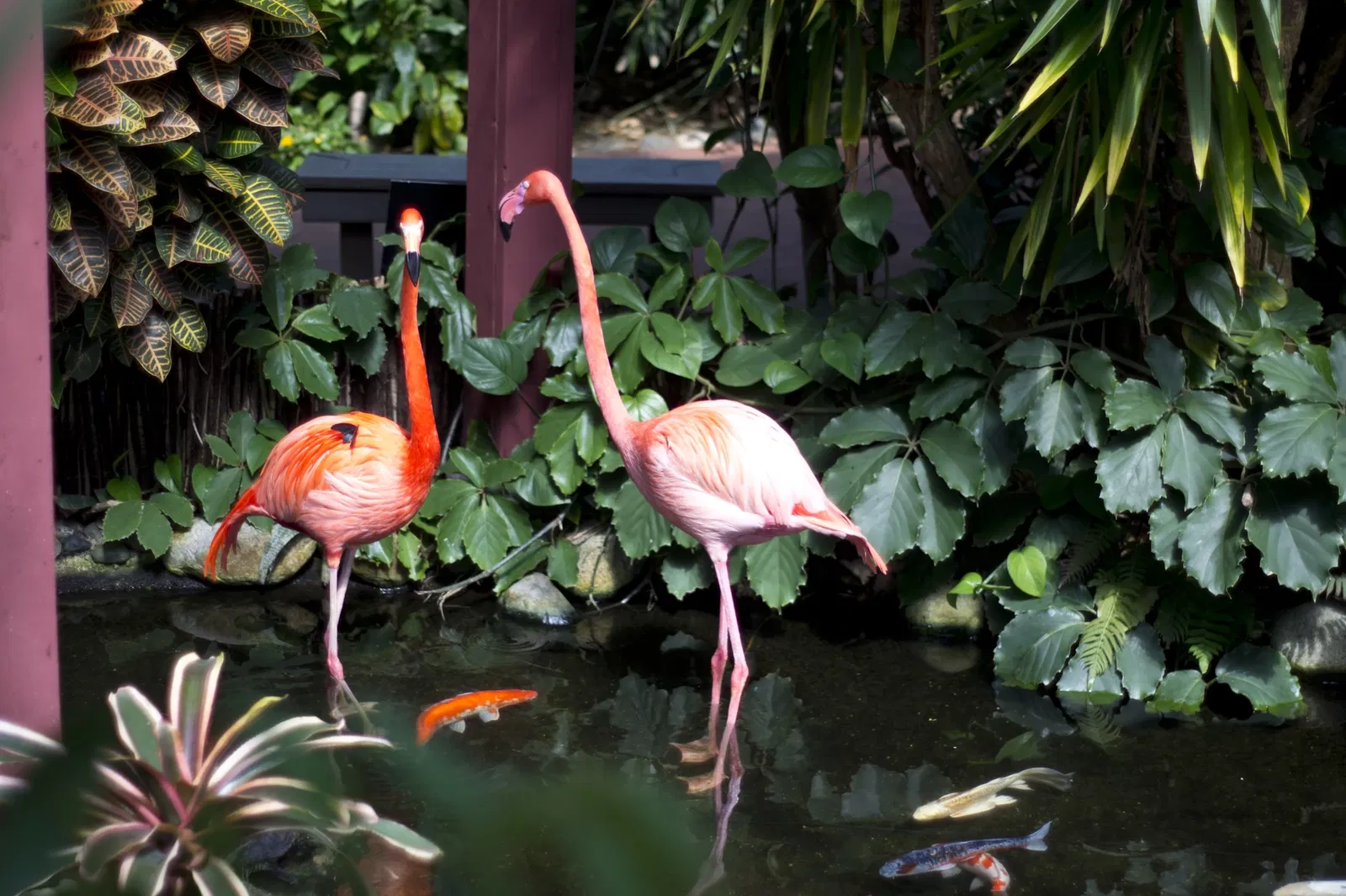 Victoria Butterfly Gardens