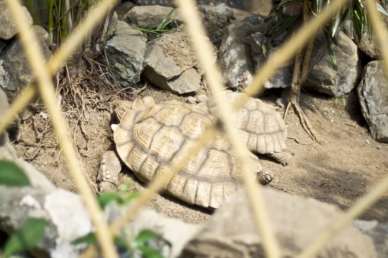 Victoria Butterfly Gardens