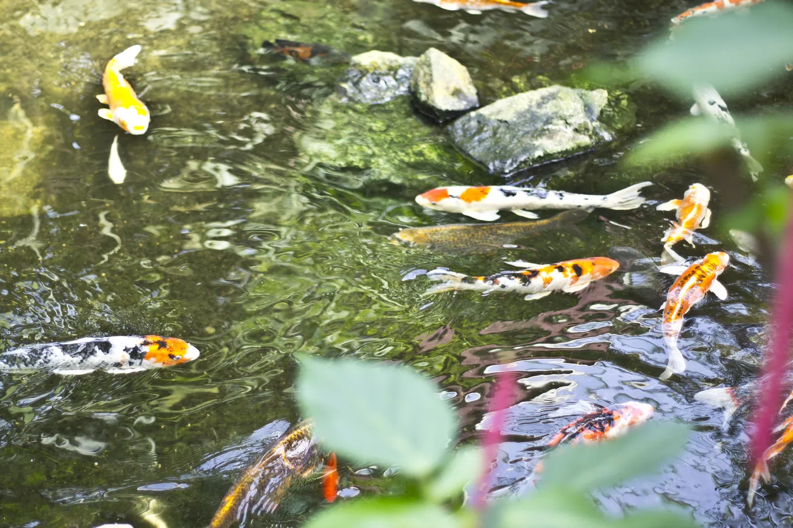 Victoria Butterfly Gardens