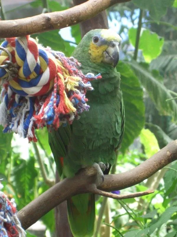Jardines de Mariposas de Victoria