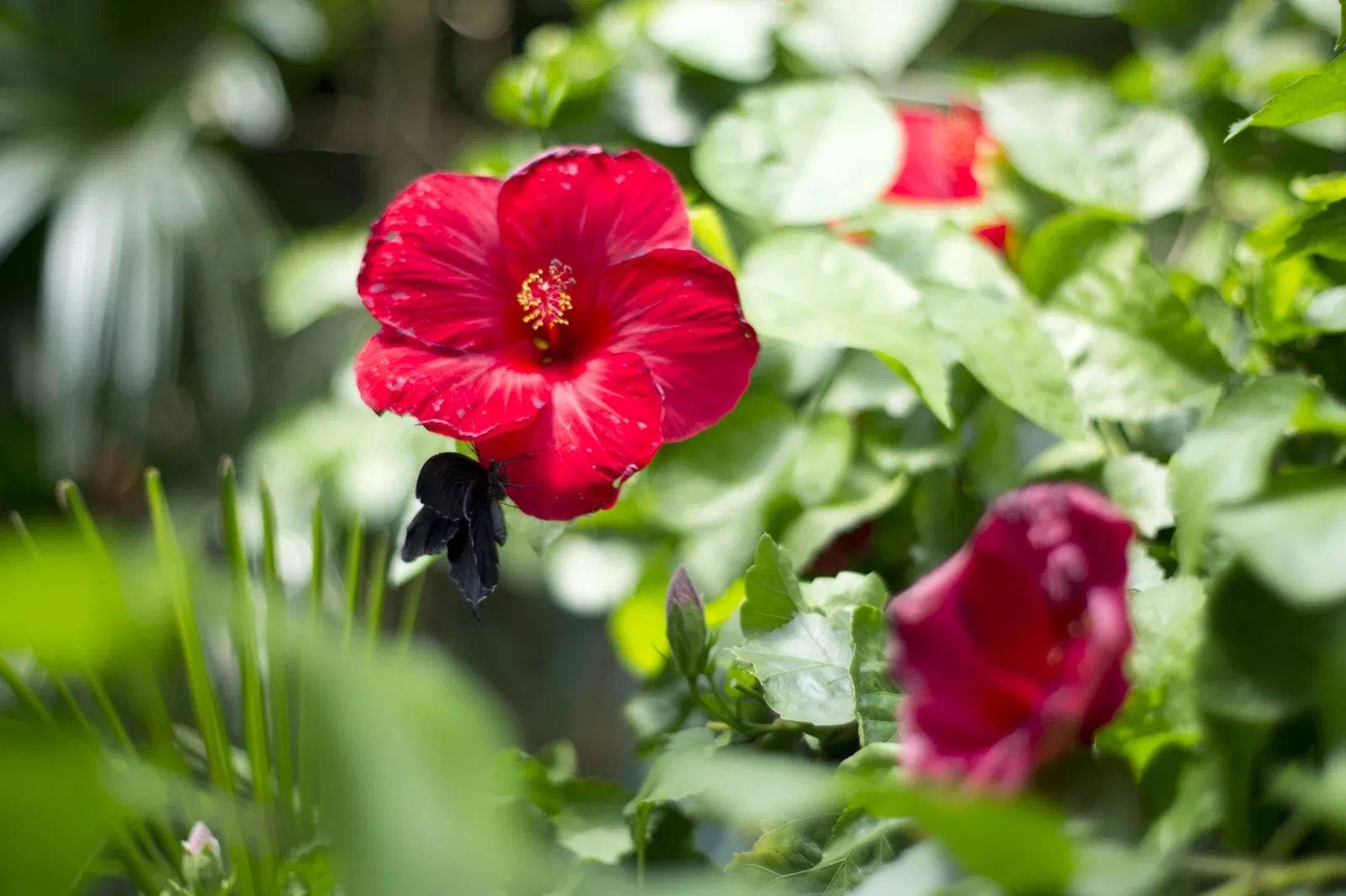 Victoria Butterfly Gardens
