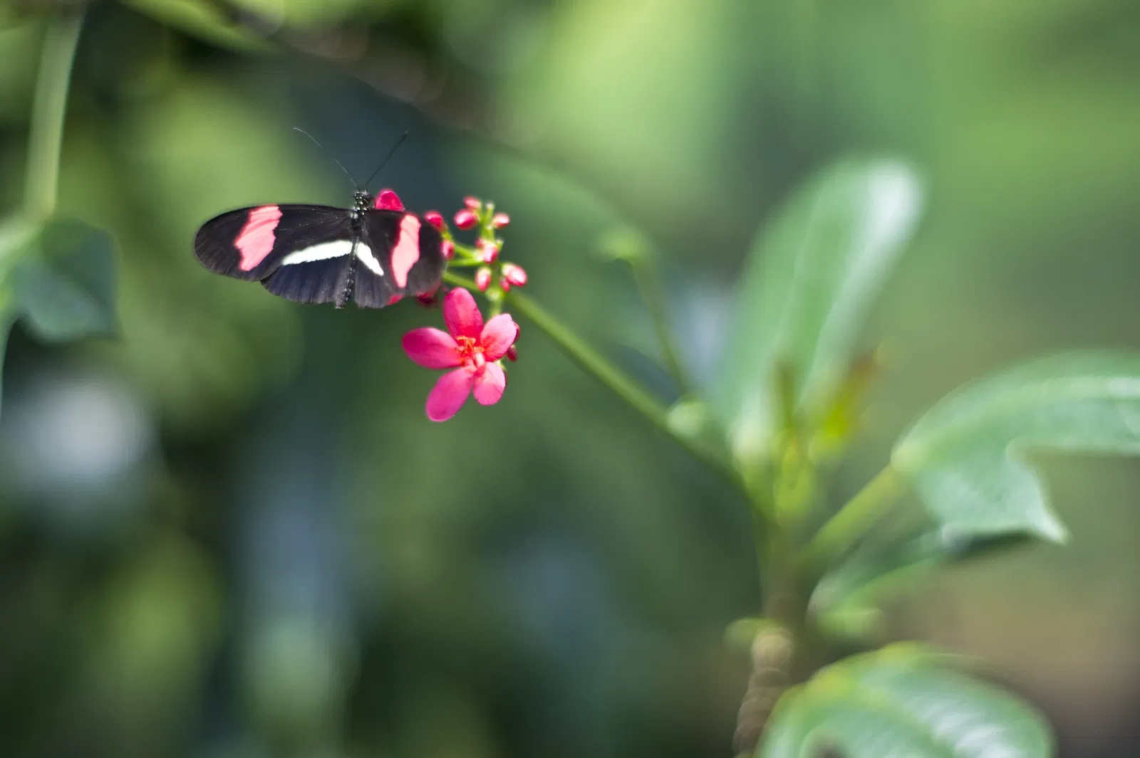 Victoria Butterfly Gardens