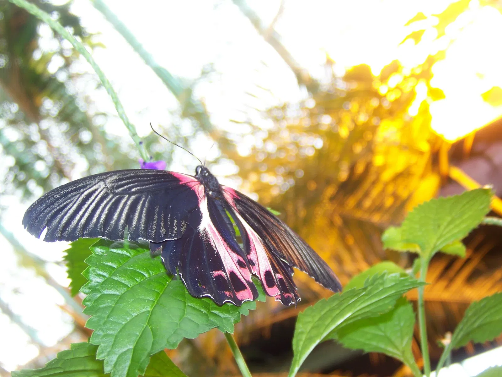 Victoria Butterfly Gardens