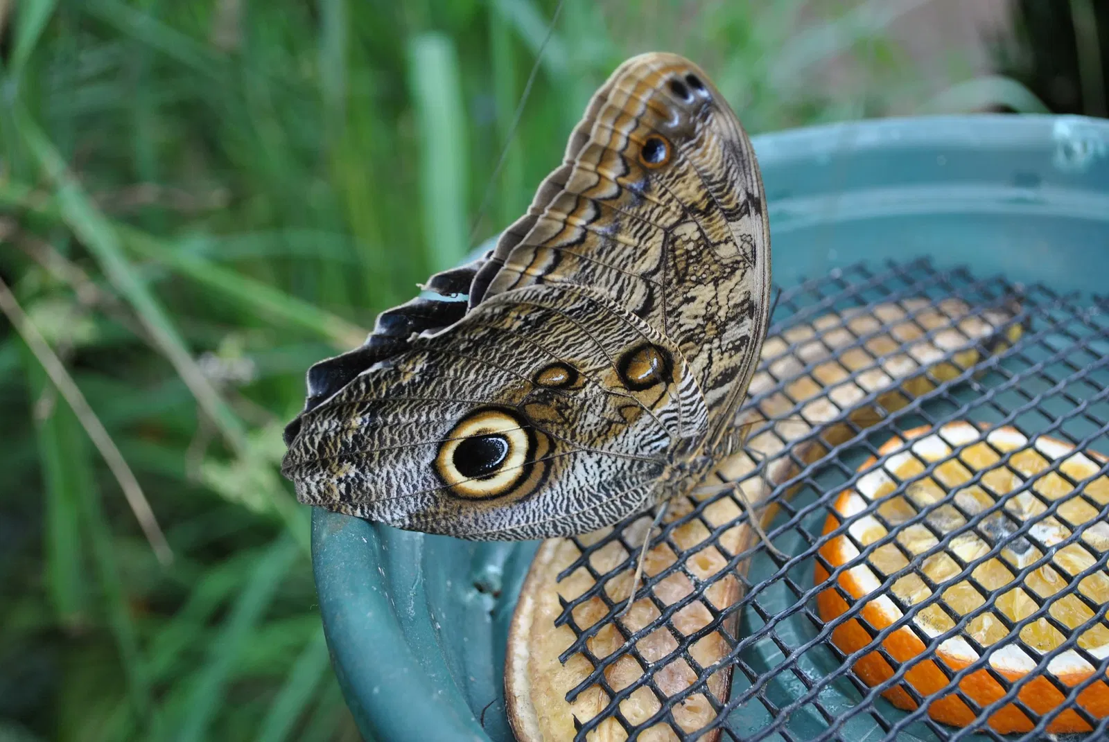 Victoria Butterfly Gardens