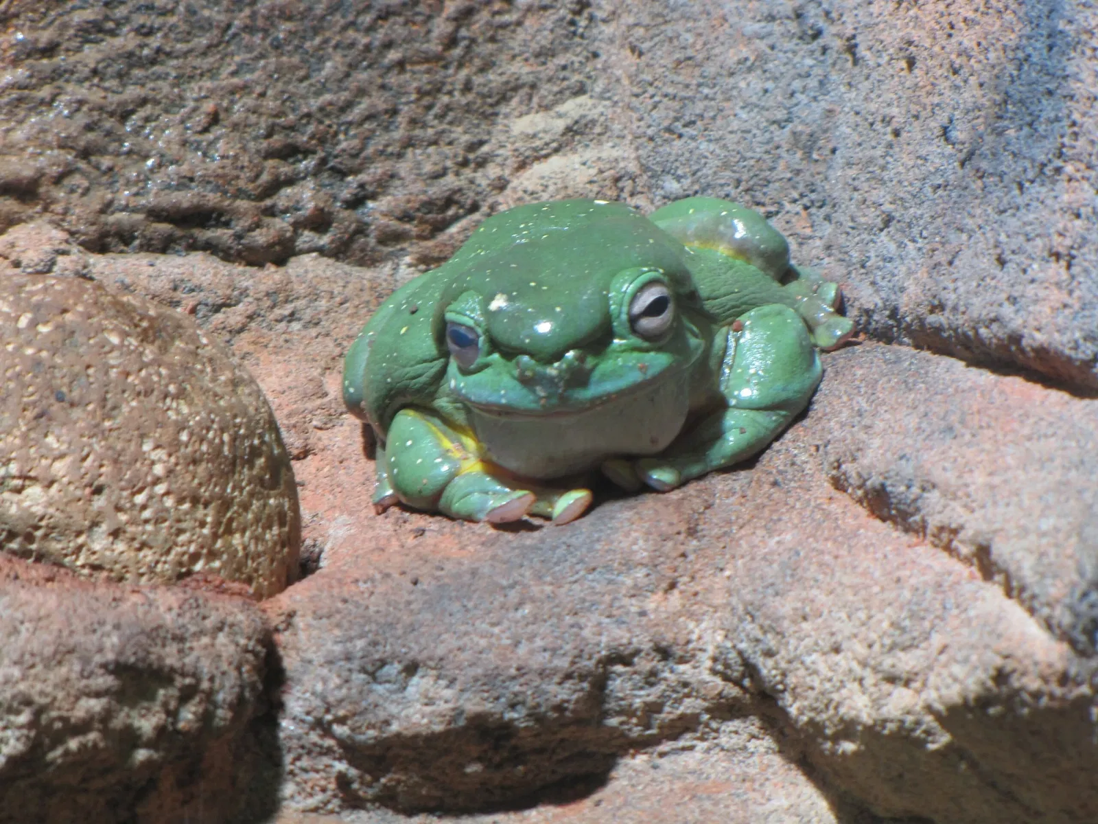 Wild Life Sydney Zoo