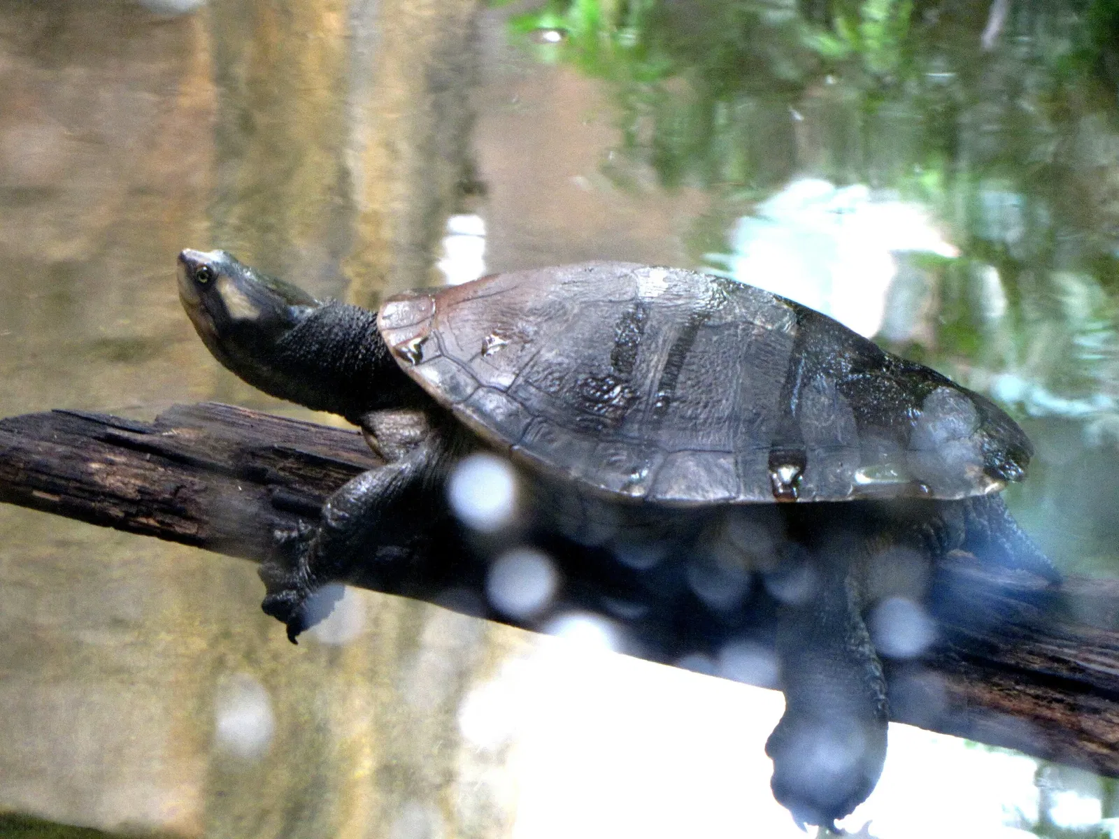 Wild Life Sydney Zoo
