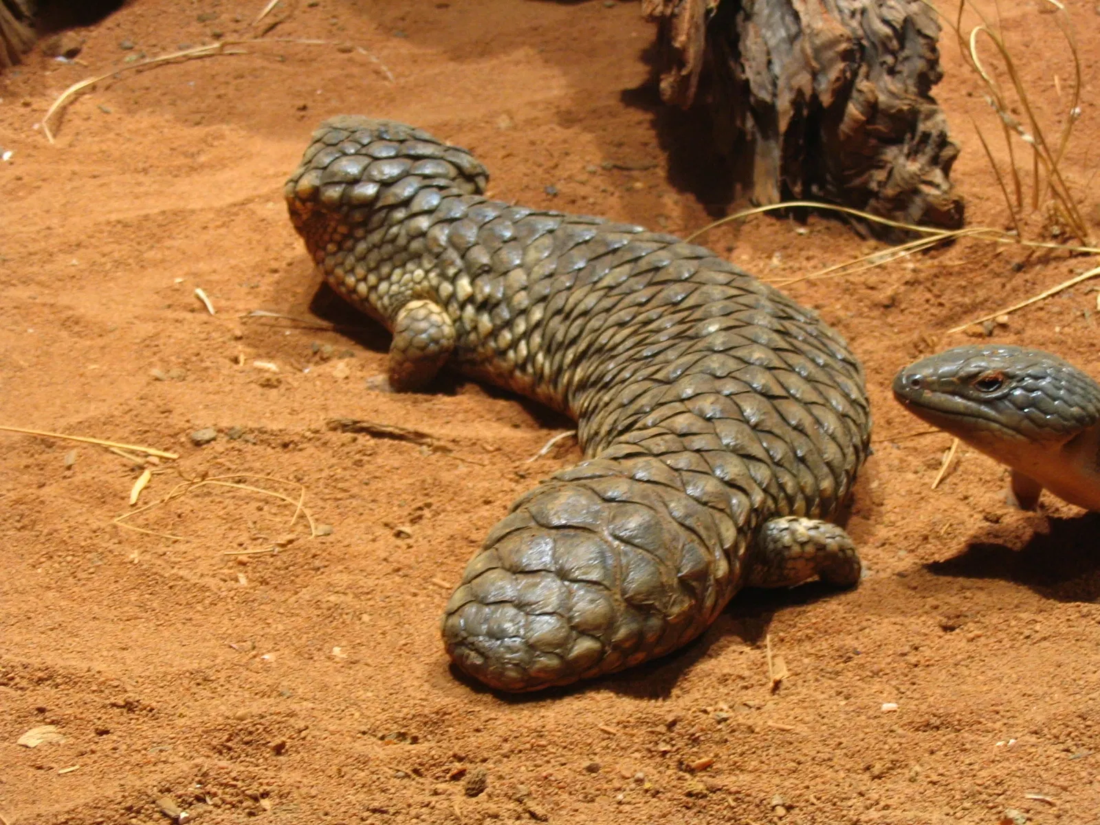 Wild Life Sydney Zoo