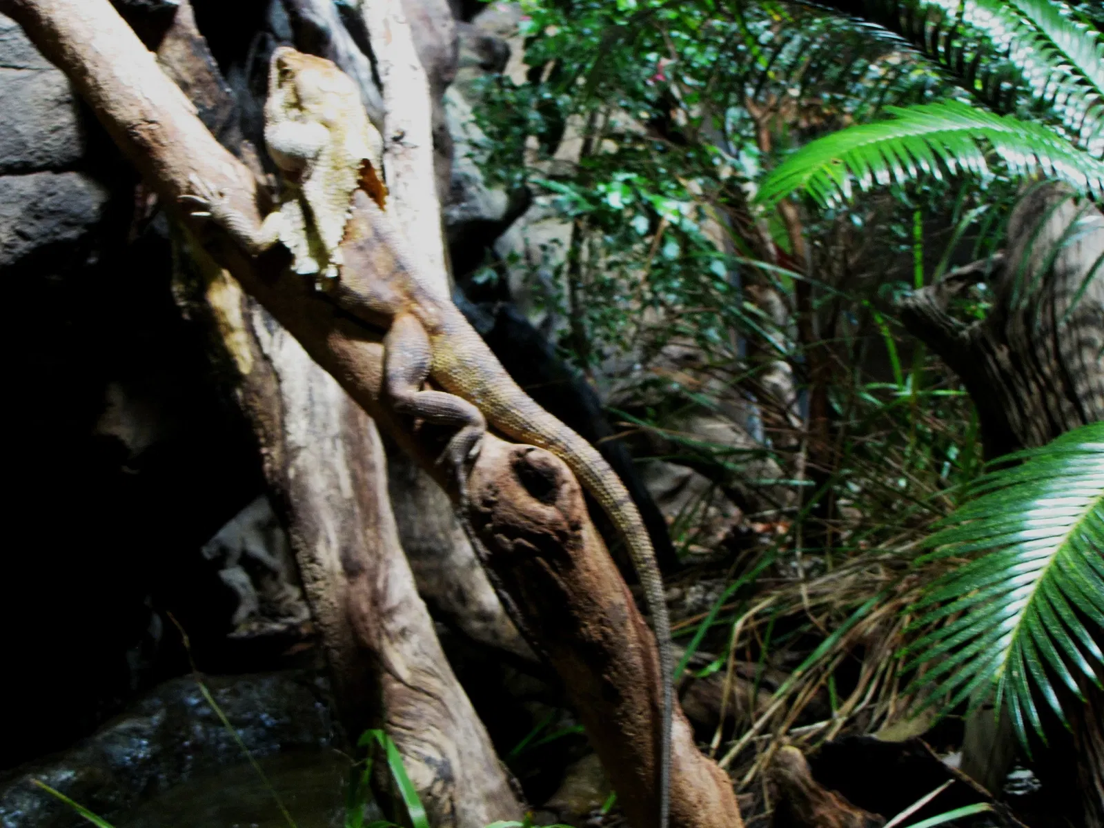 Wild Life Sydney Zoo