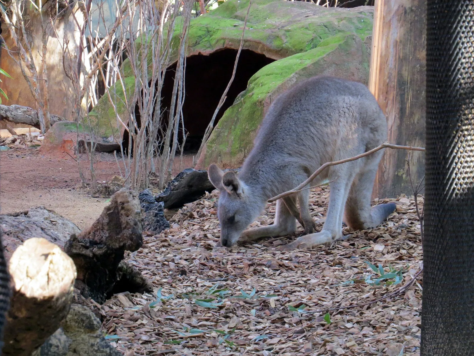 Wild Life Sydney Zoo