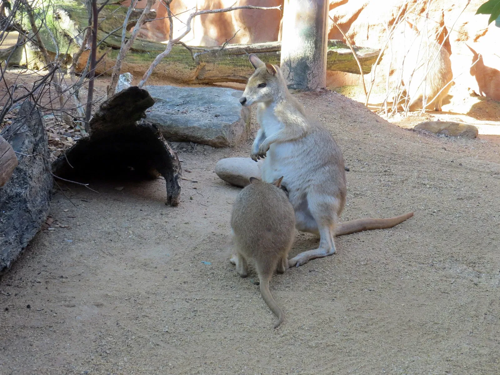 Wild Life Sydney Zoo