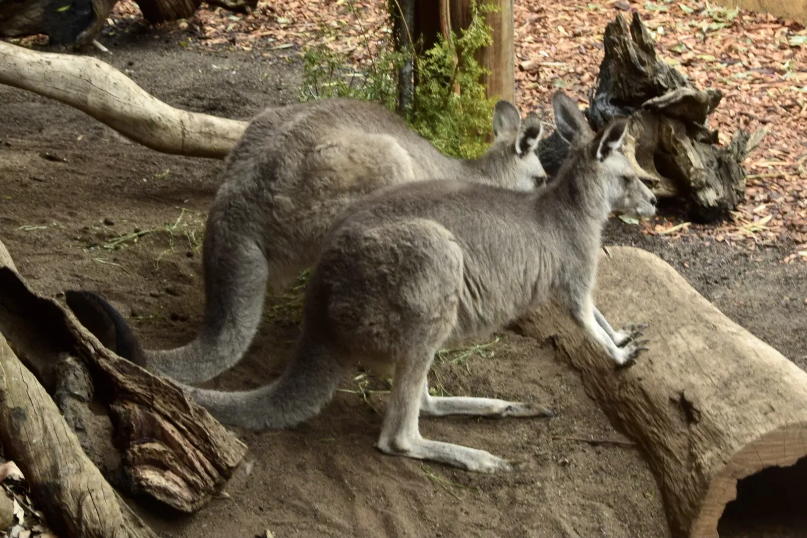 Wild Life Sydney Zoo