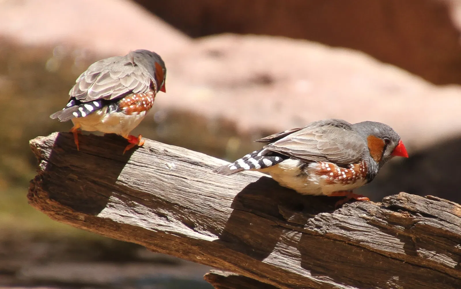 Wild Life Sydney Zoo