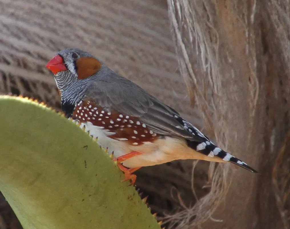 Wild Life Sydney Zoo