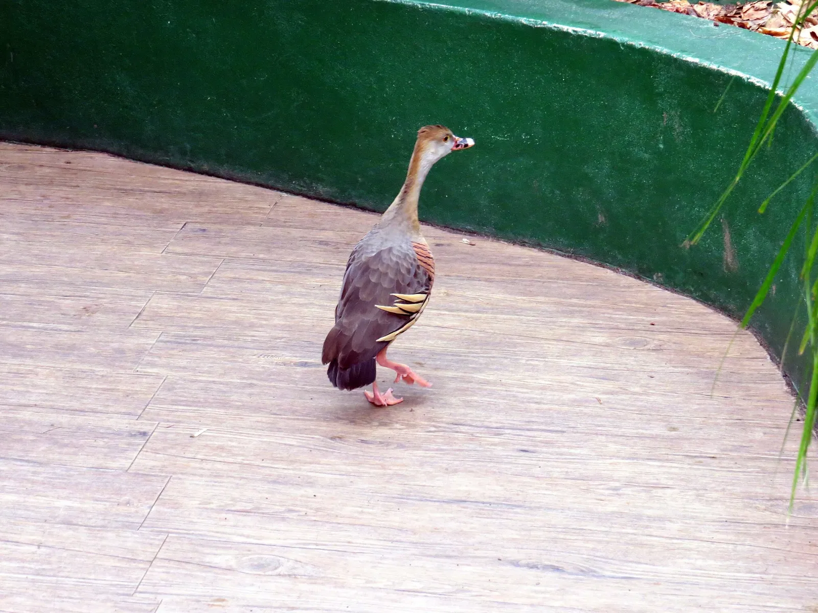 Wild Life Sydney Zoo