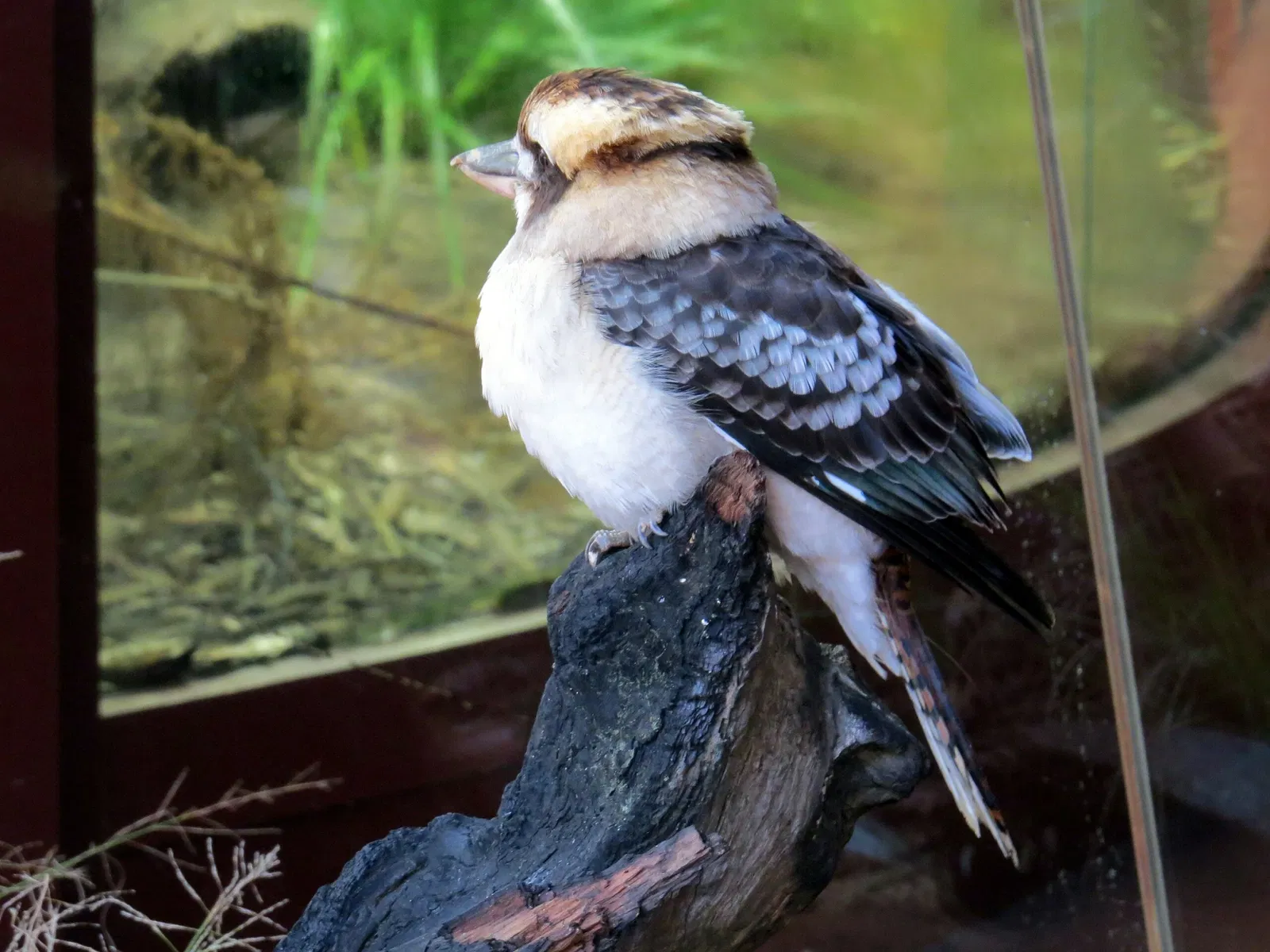 Wild Life Sydney Zoo