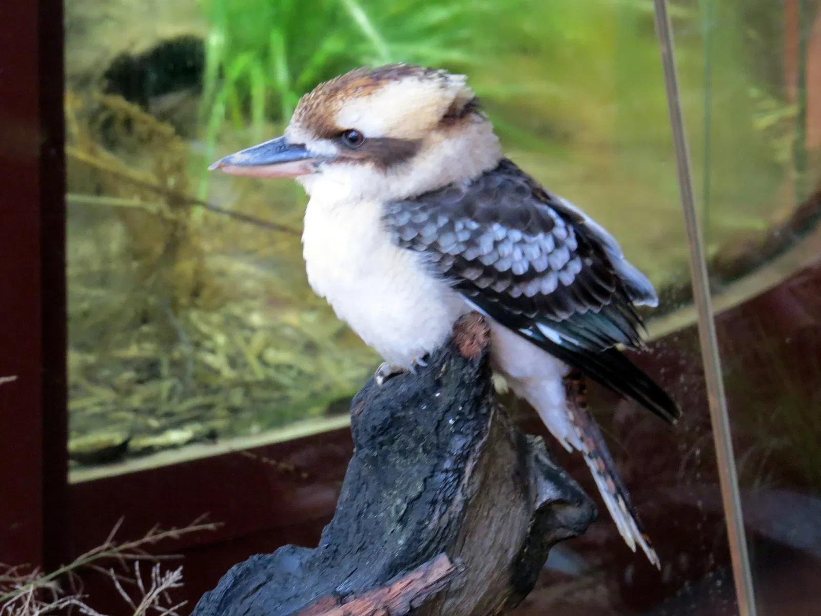 Wild Life Sydney Zoo