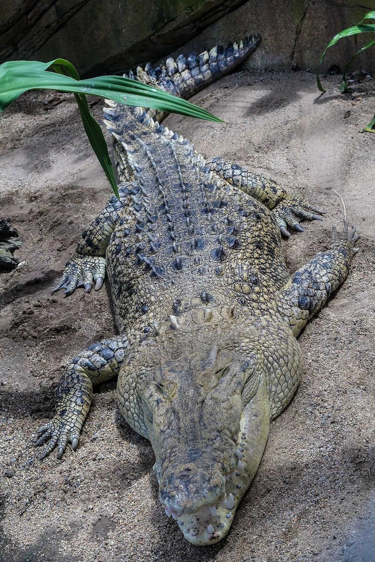 Cairns ZOOM and Wildlife Dome