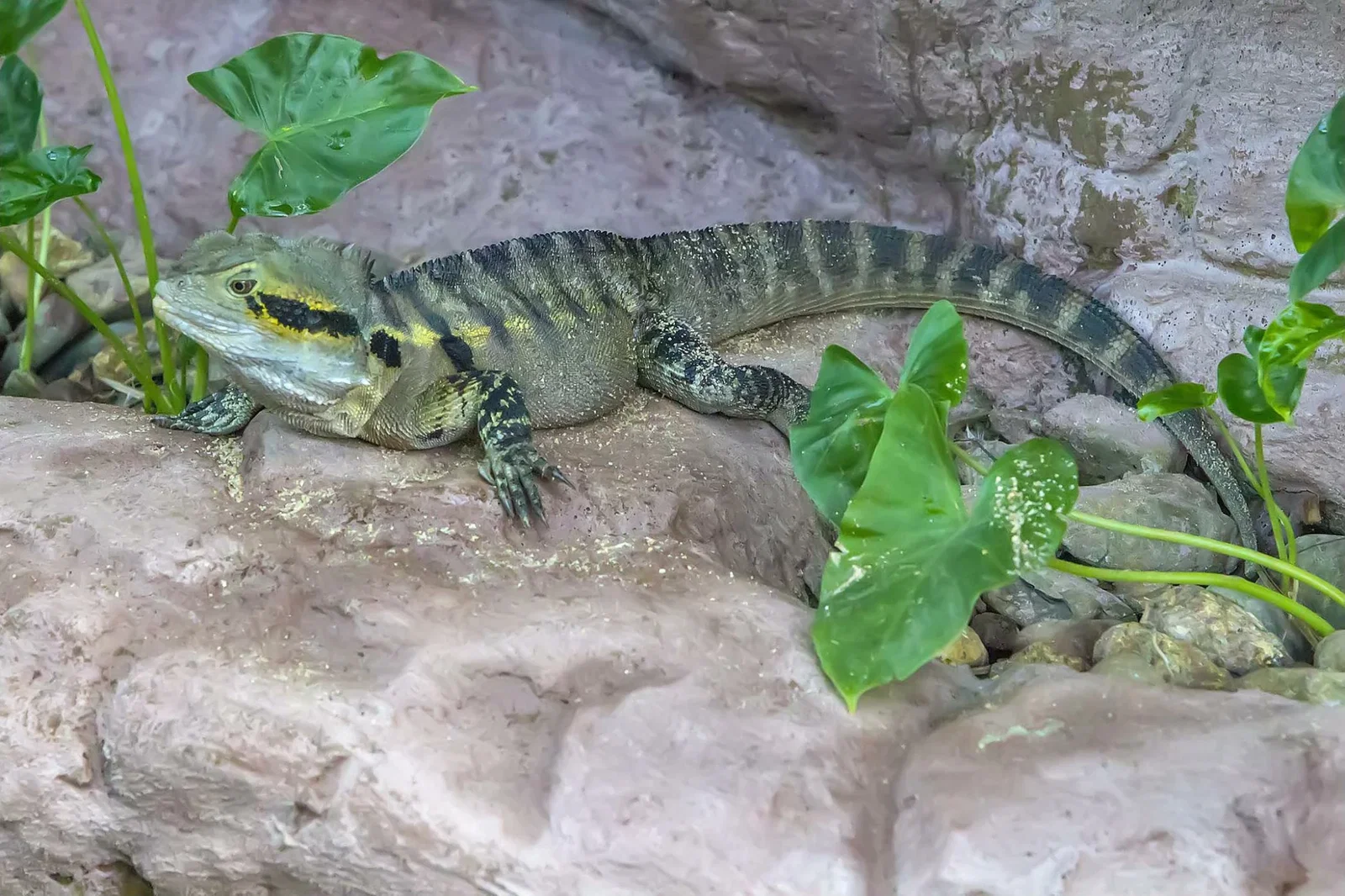 Cairns ZOOM and Wildlife Dome