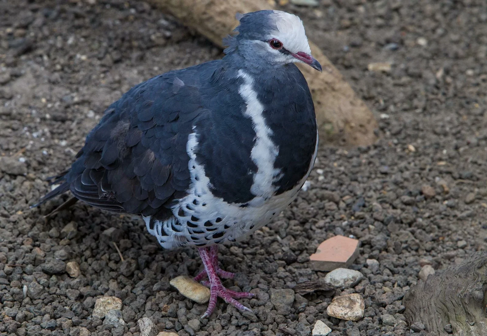 Cairns ZOOM and Wildlife Dome