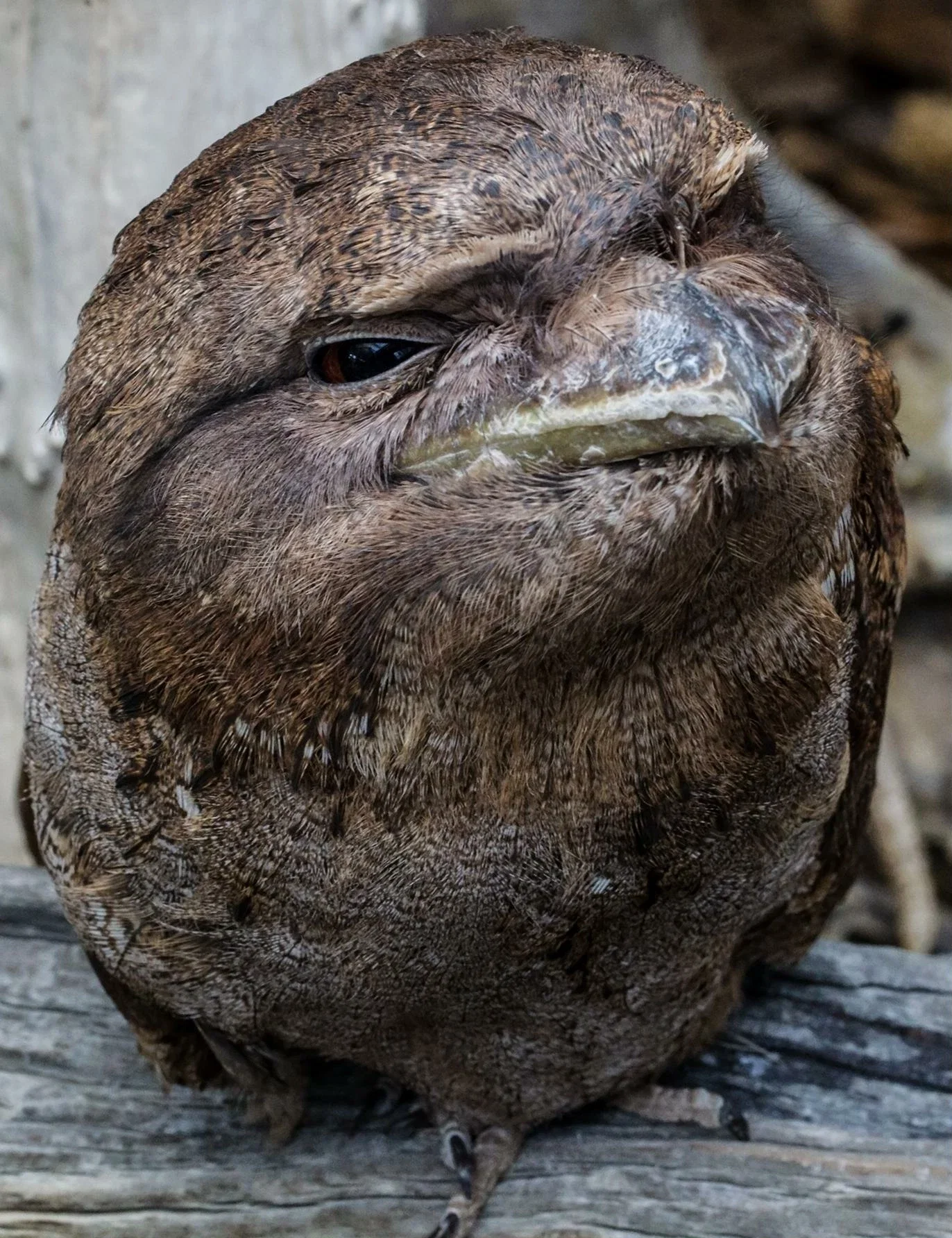 Cairns ZOOM and Wildlife Dome