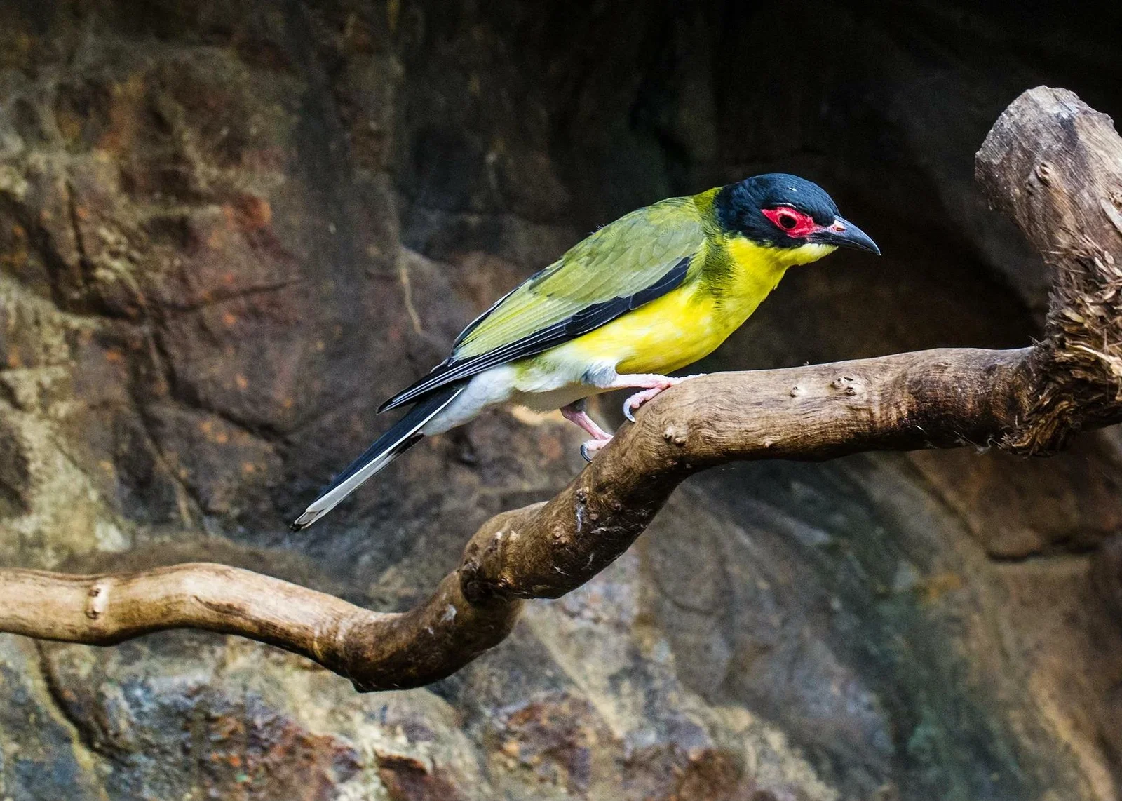 Cairns ZOOM and Wildlife Dome