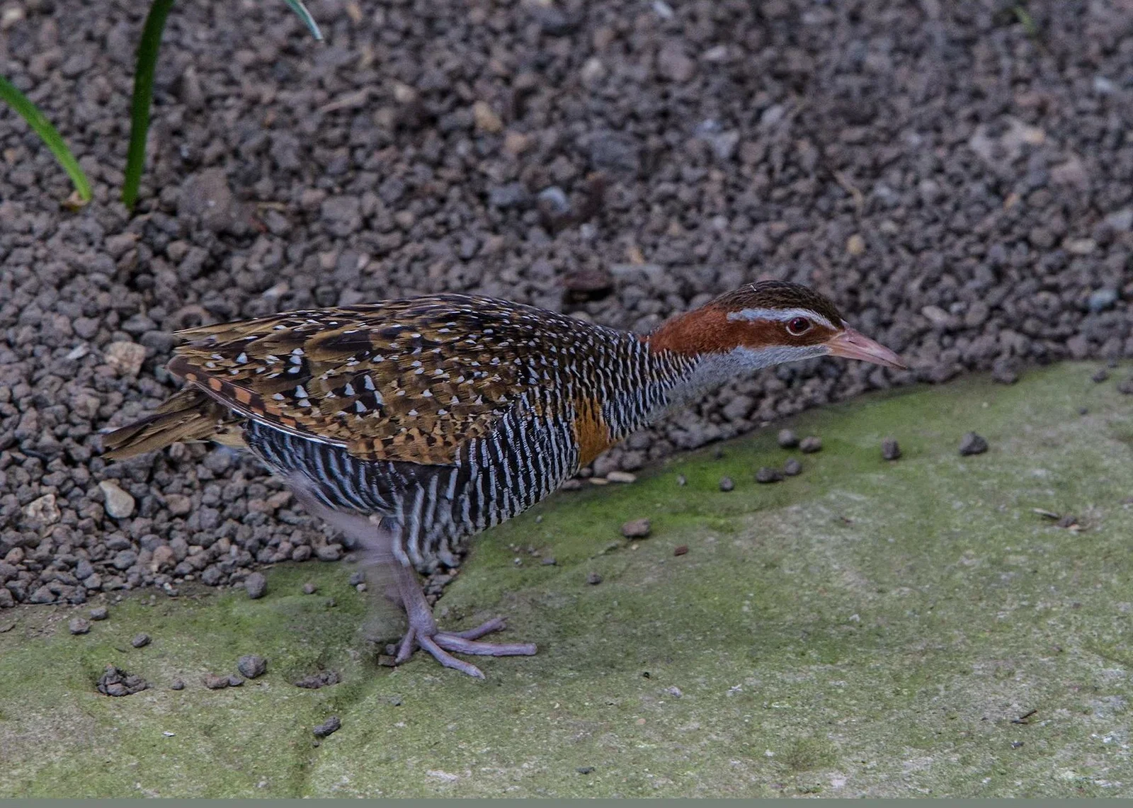 Cairns ZOOM and Wildlife Dome