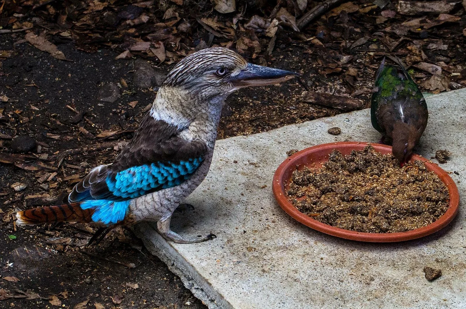 Cairns ZOOM and Wildlife Dome