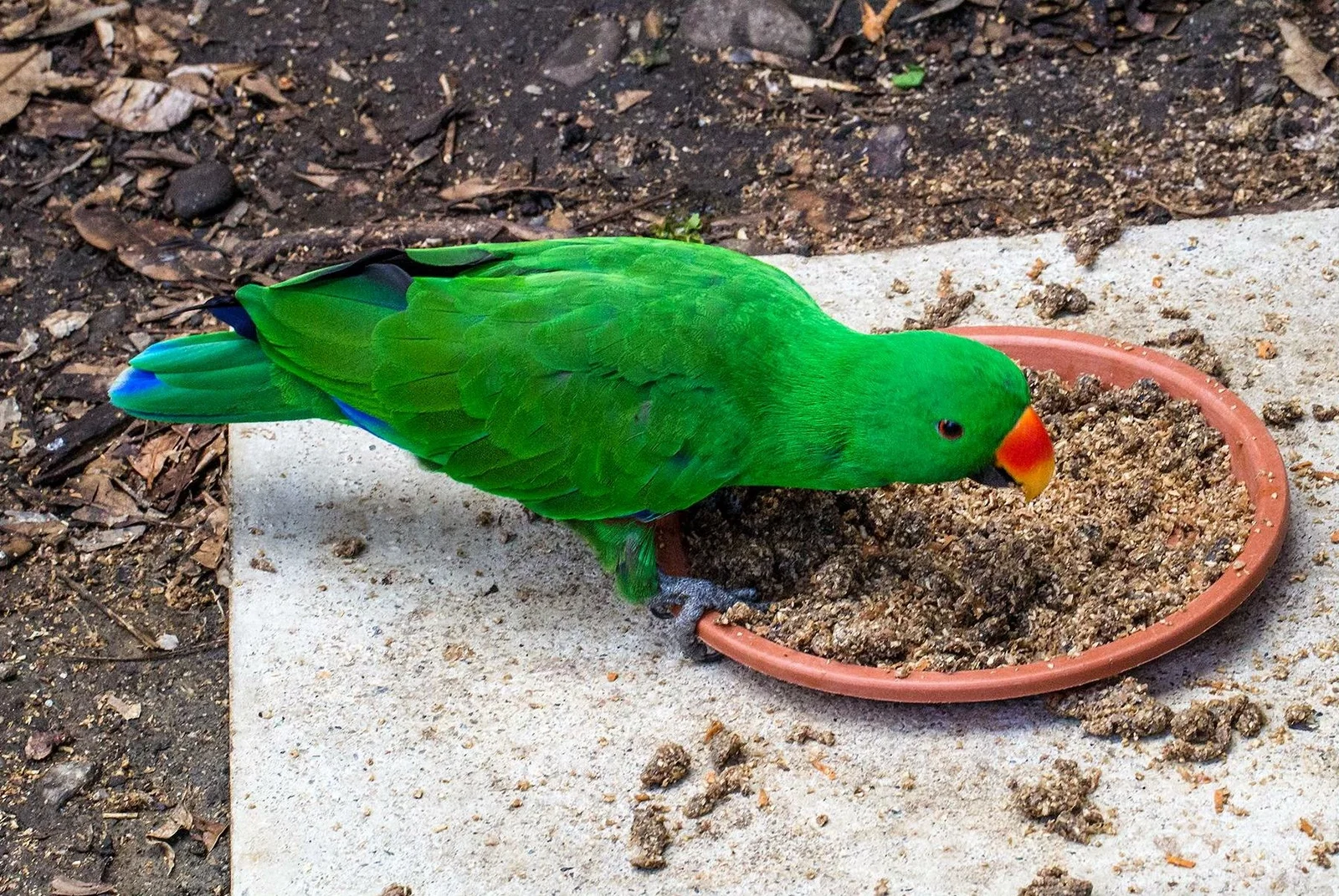 Cairns ZOOM and Wildlife Dome