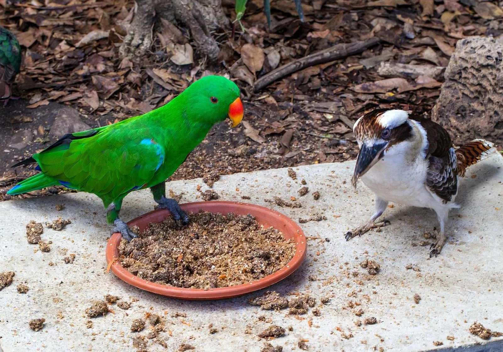 Cairns ZOOM and Wildlife Dome