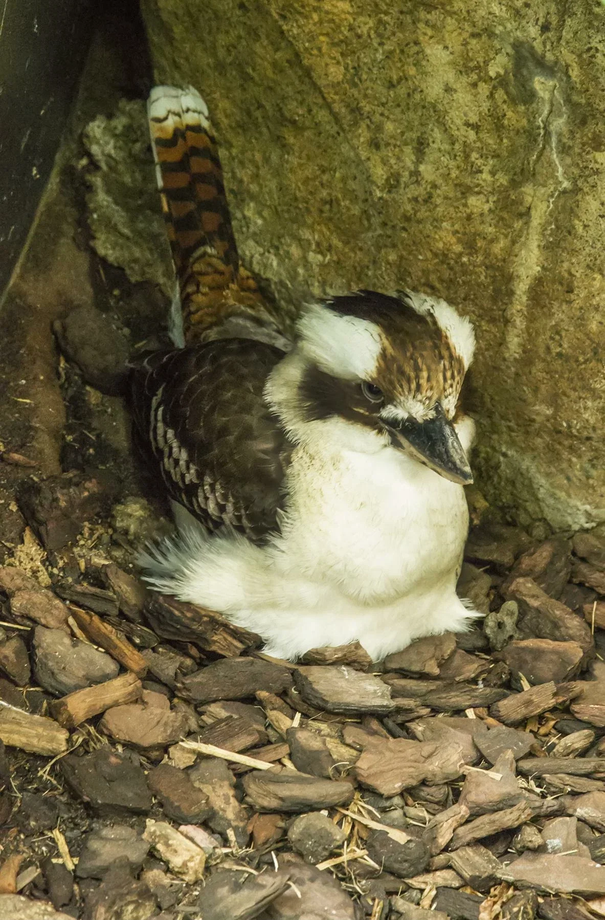 Cairns ZOOM and Wildlife Dome