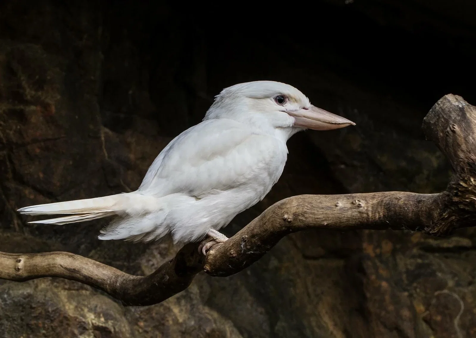 Cairns ZOOM and Wildlife Dome