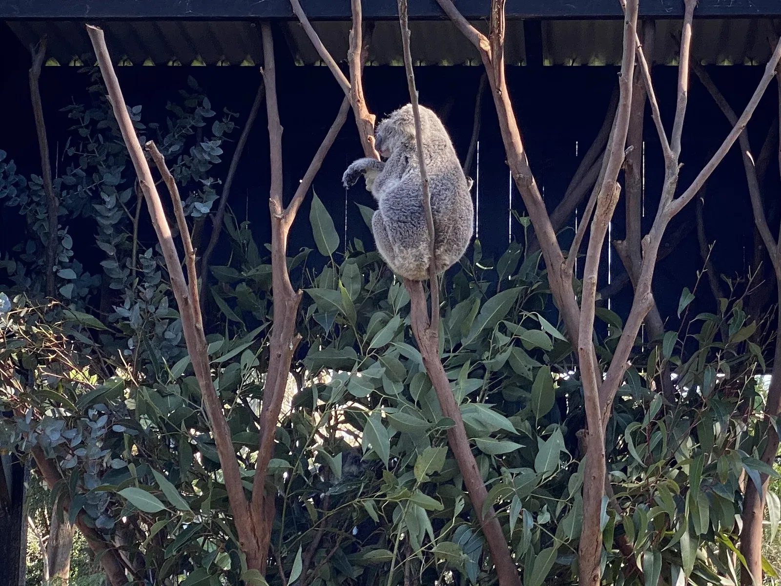 Australian Reptile Park