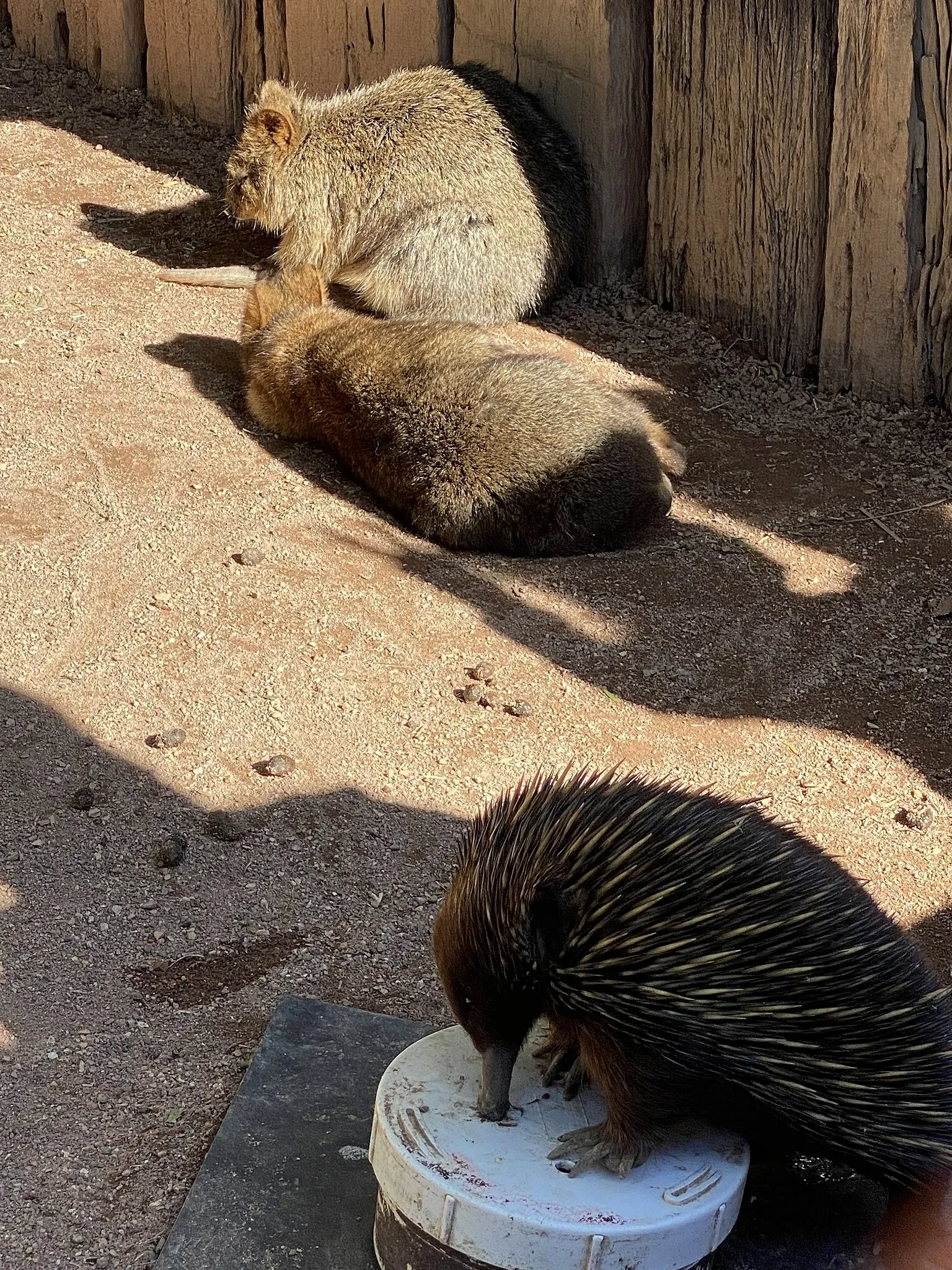 Australian Reptile Park
