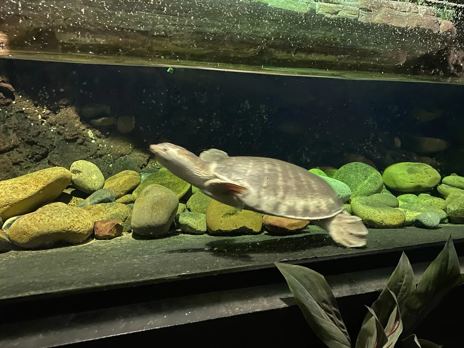 Australian Reptile Park