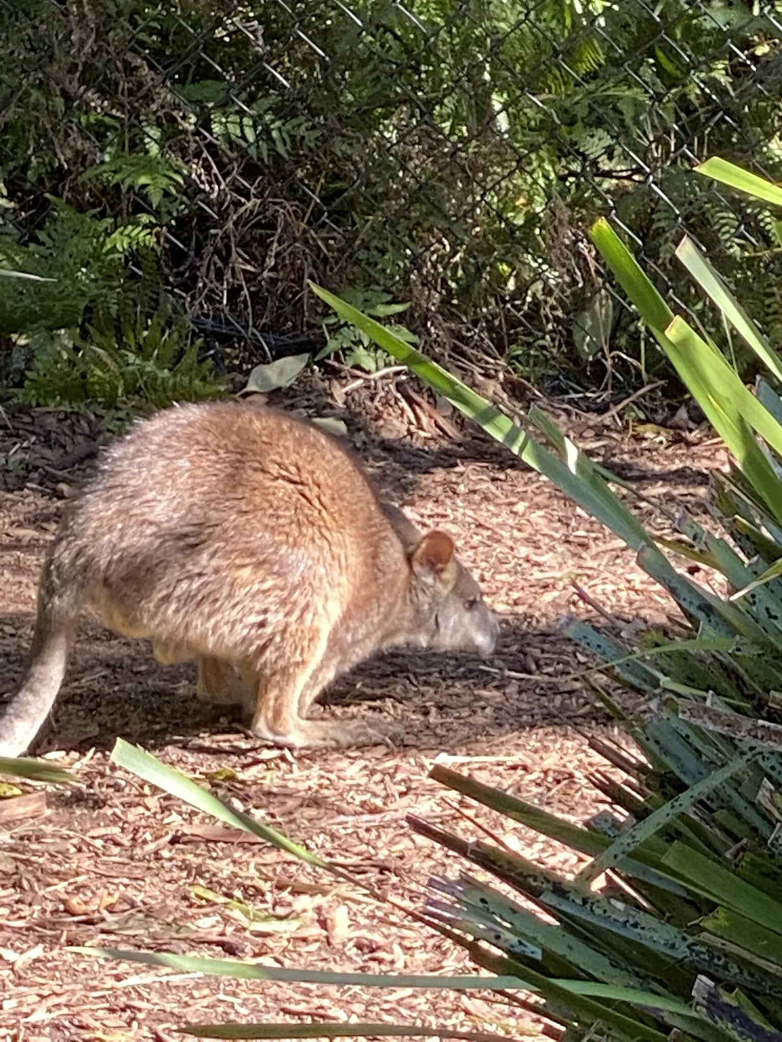 Australian Reptile Park