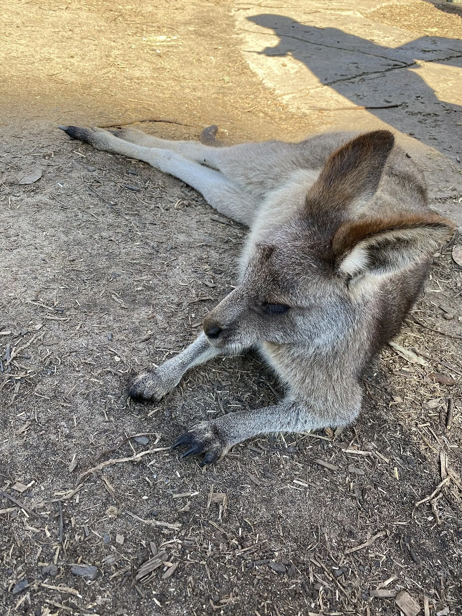 Australian Reptile Park