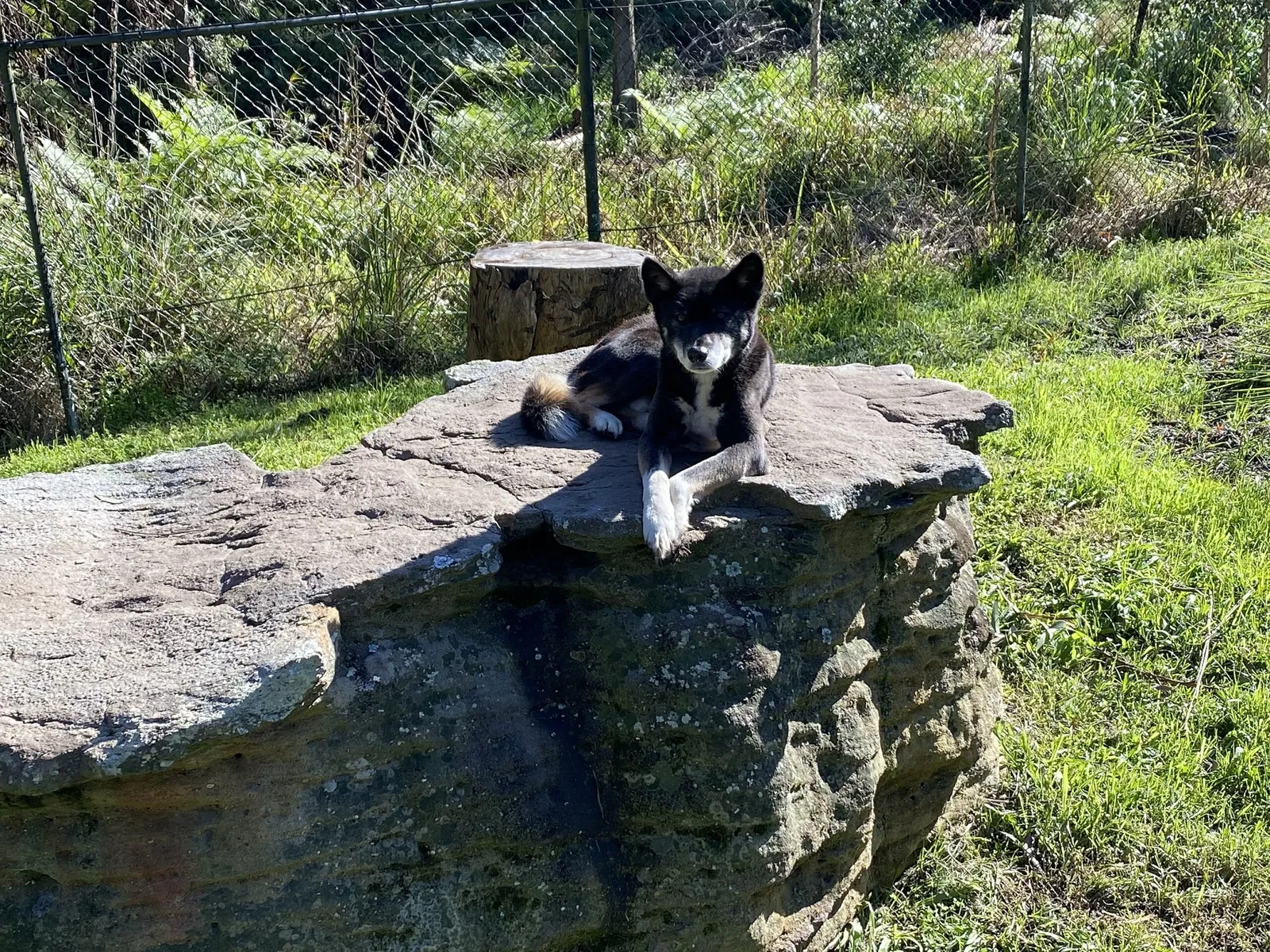 Australian Reptile Park