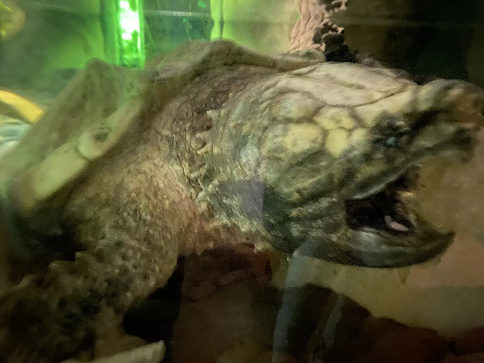 Australian Reptile Park