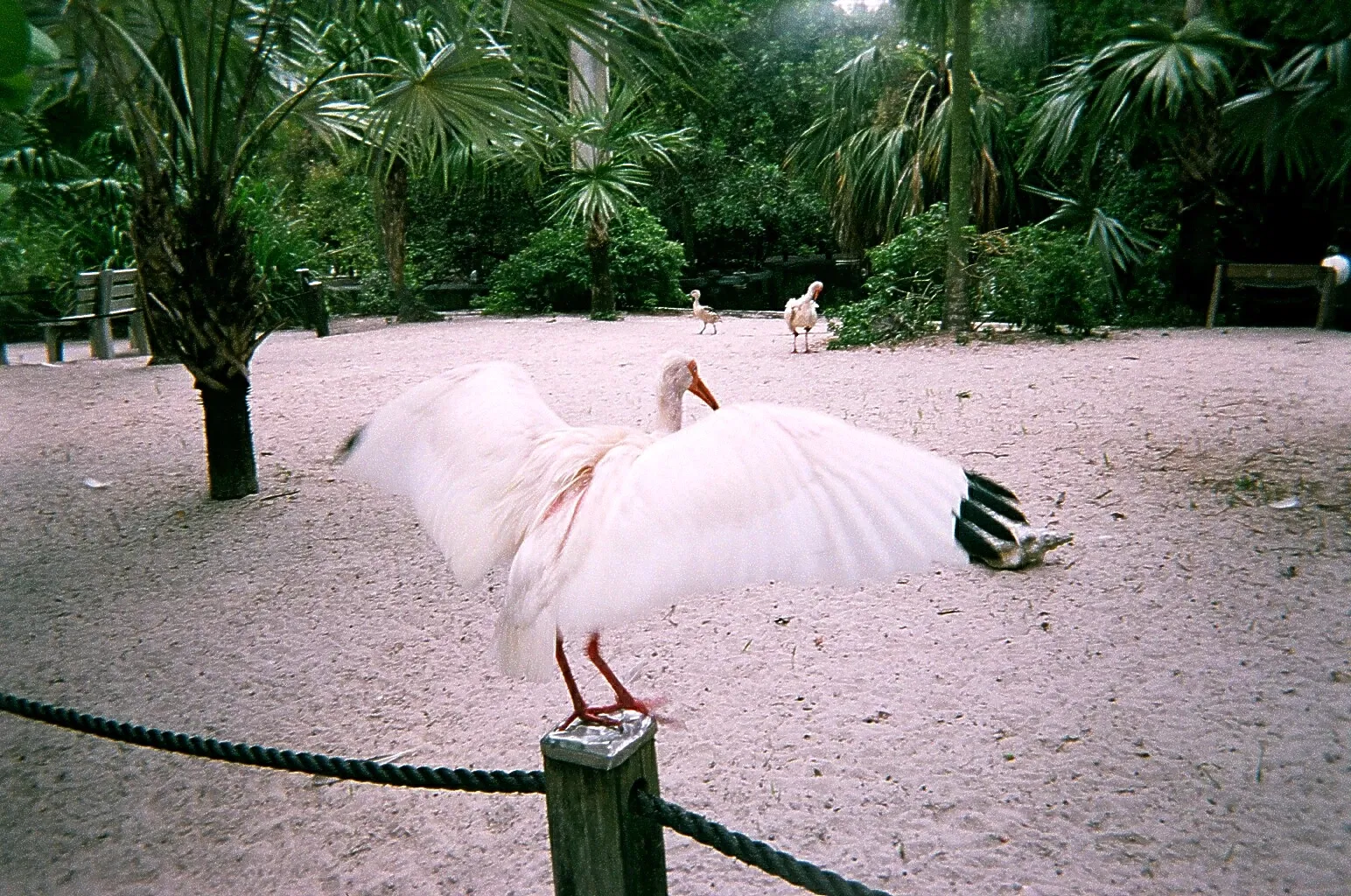 Flamingo Gardens