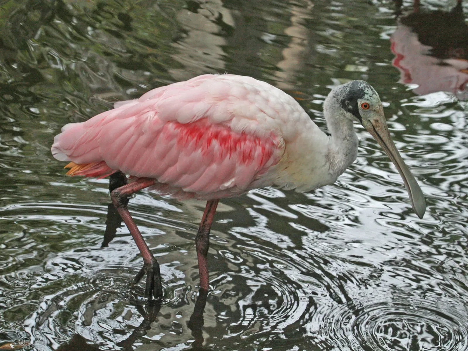 Flamingo Gardens