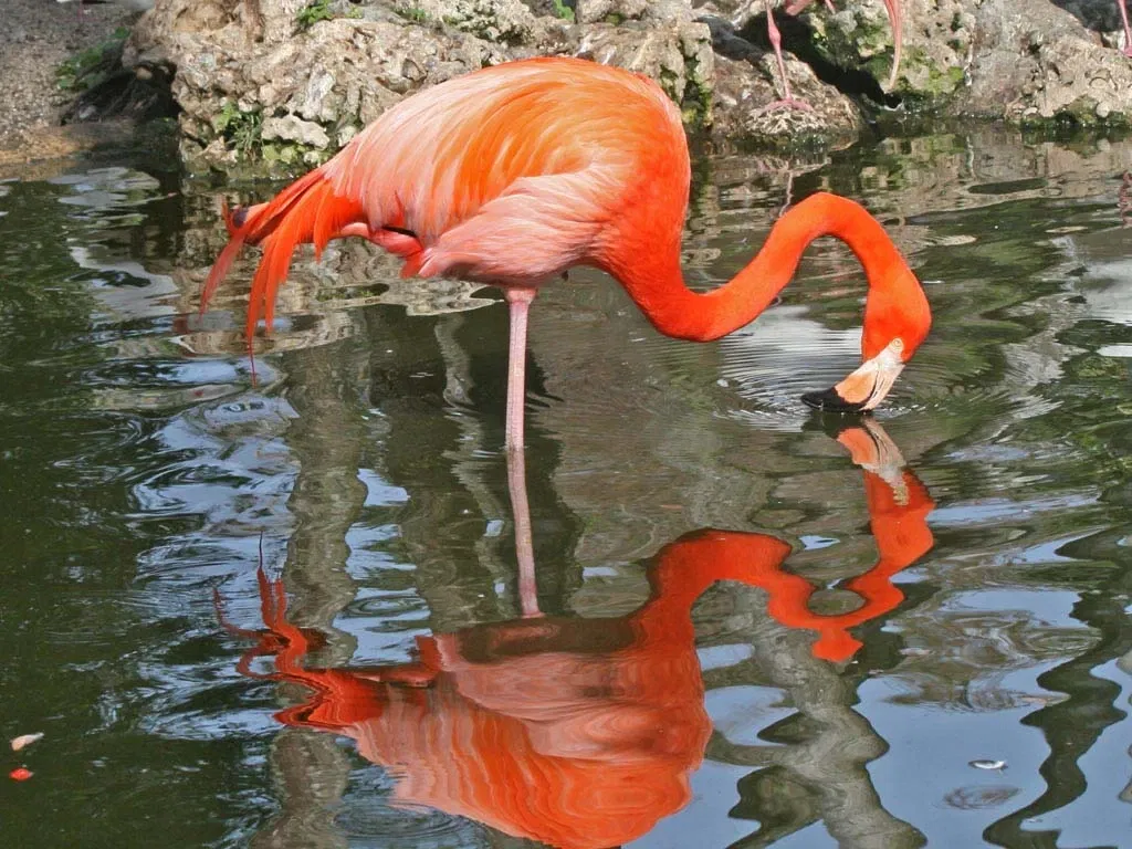Flamingo Gardens