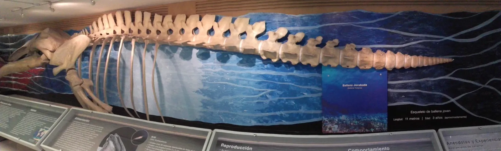 Museo del Mar (Bogotá)