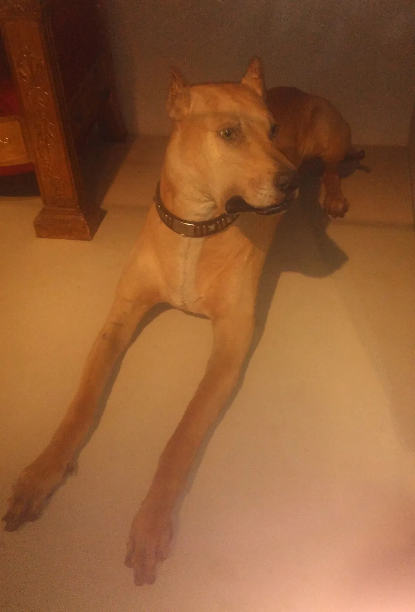 National History Museum of Chile