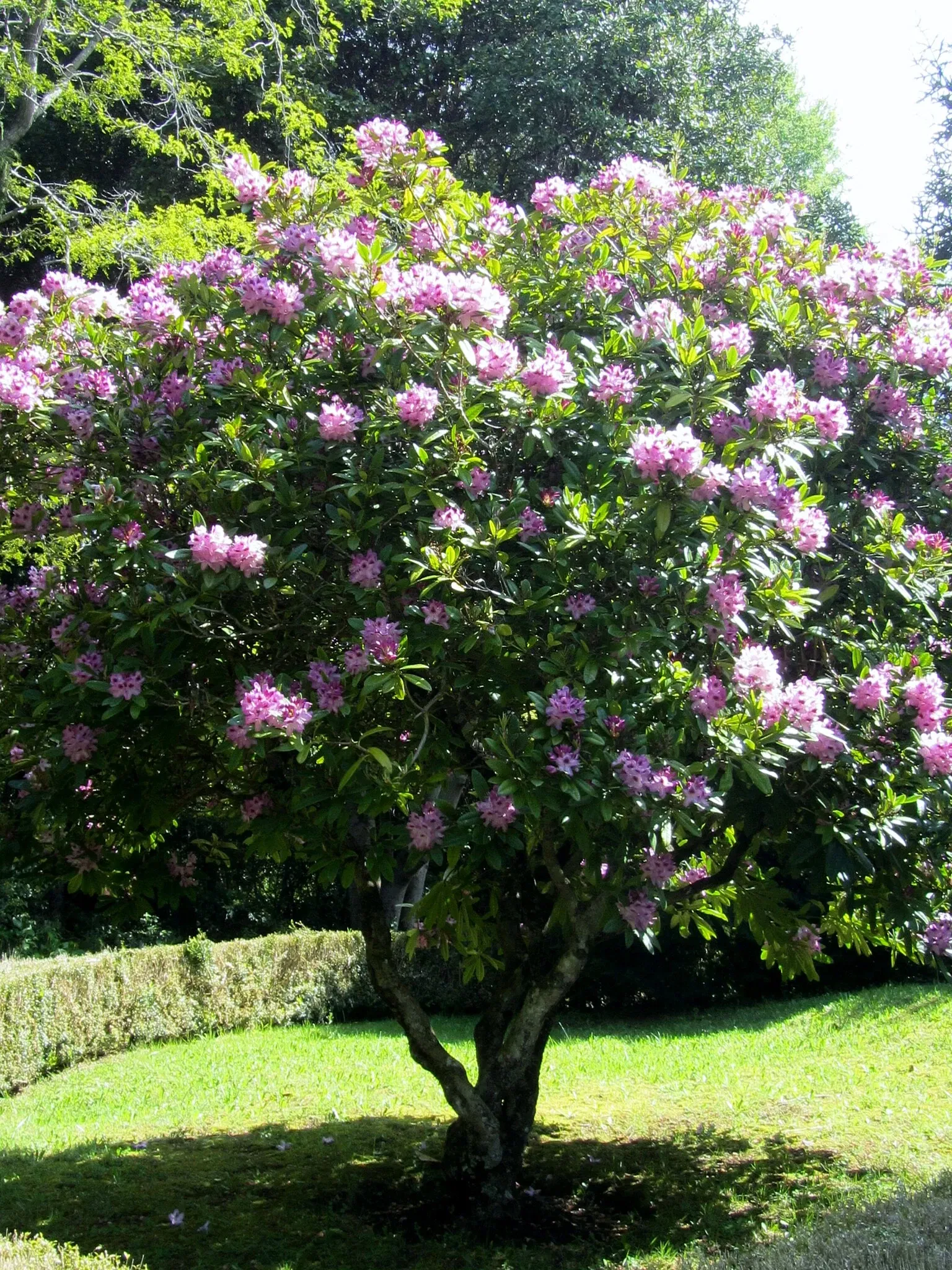 Museo Colonial Alemán de Frutillar