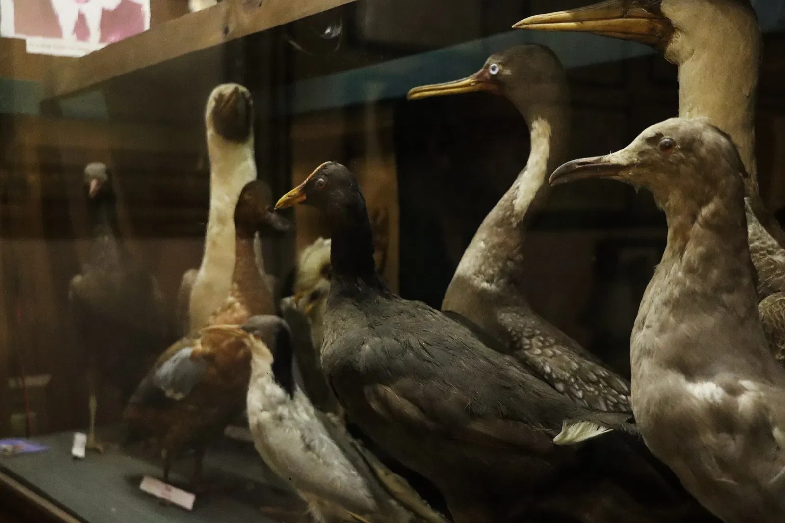 Casa Tornini Museo - Centro Cultural