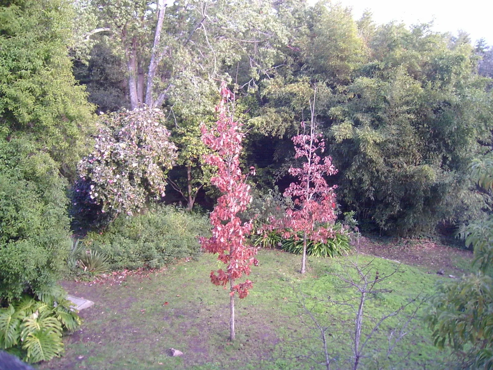 Museo Arboretum Lussich