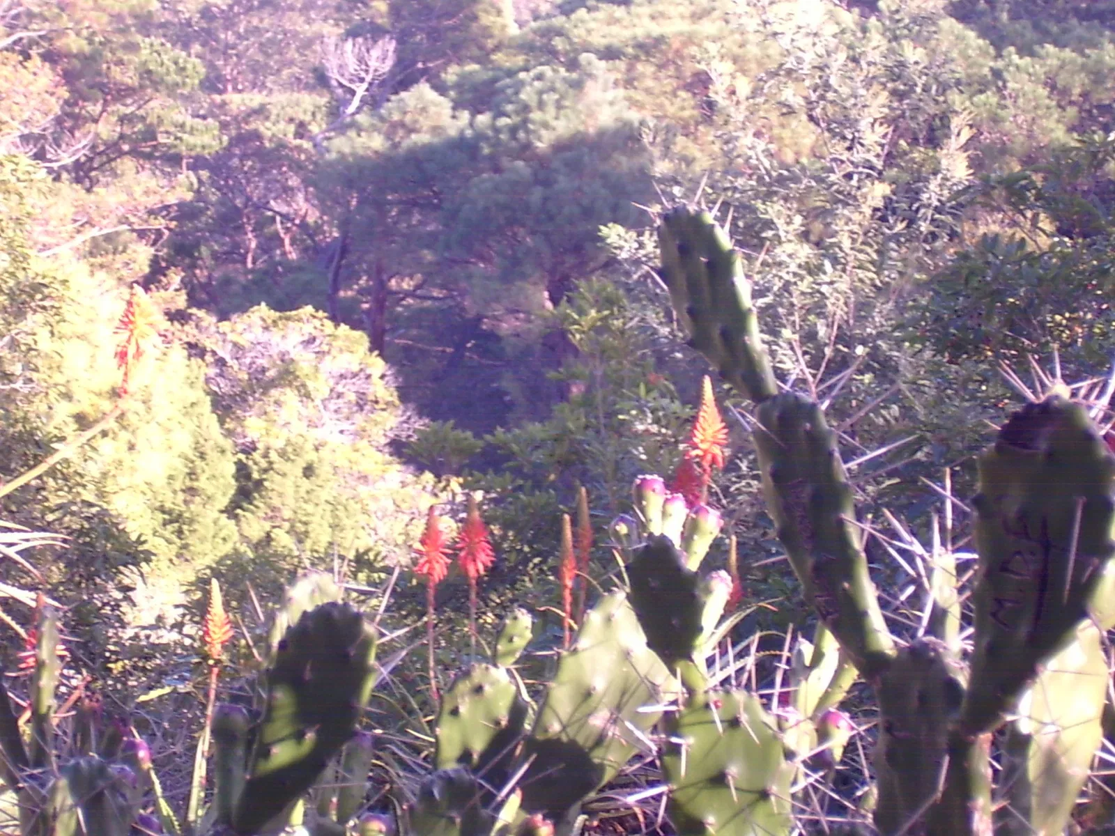 Museo Arboretum Lussich