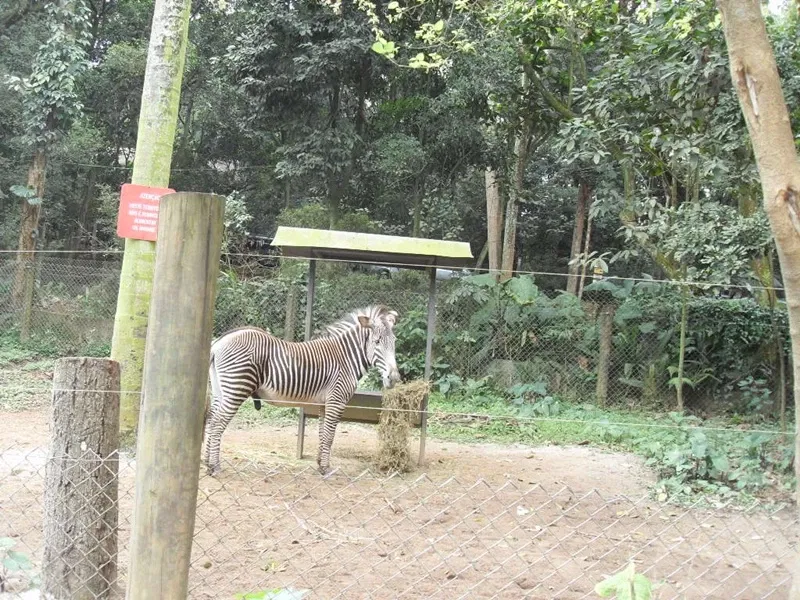 Zoo Safári
