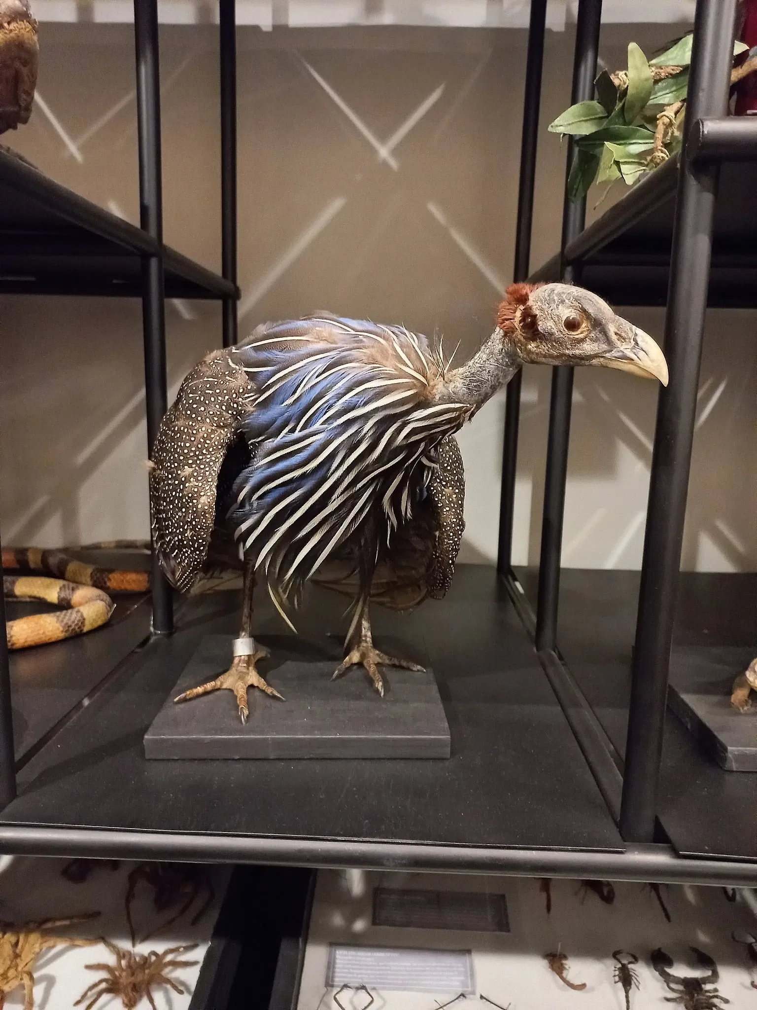 Museum of Zoology of the University of São Paulo