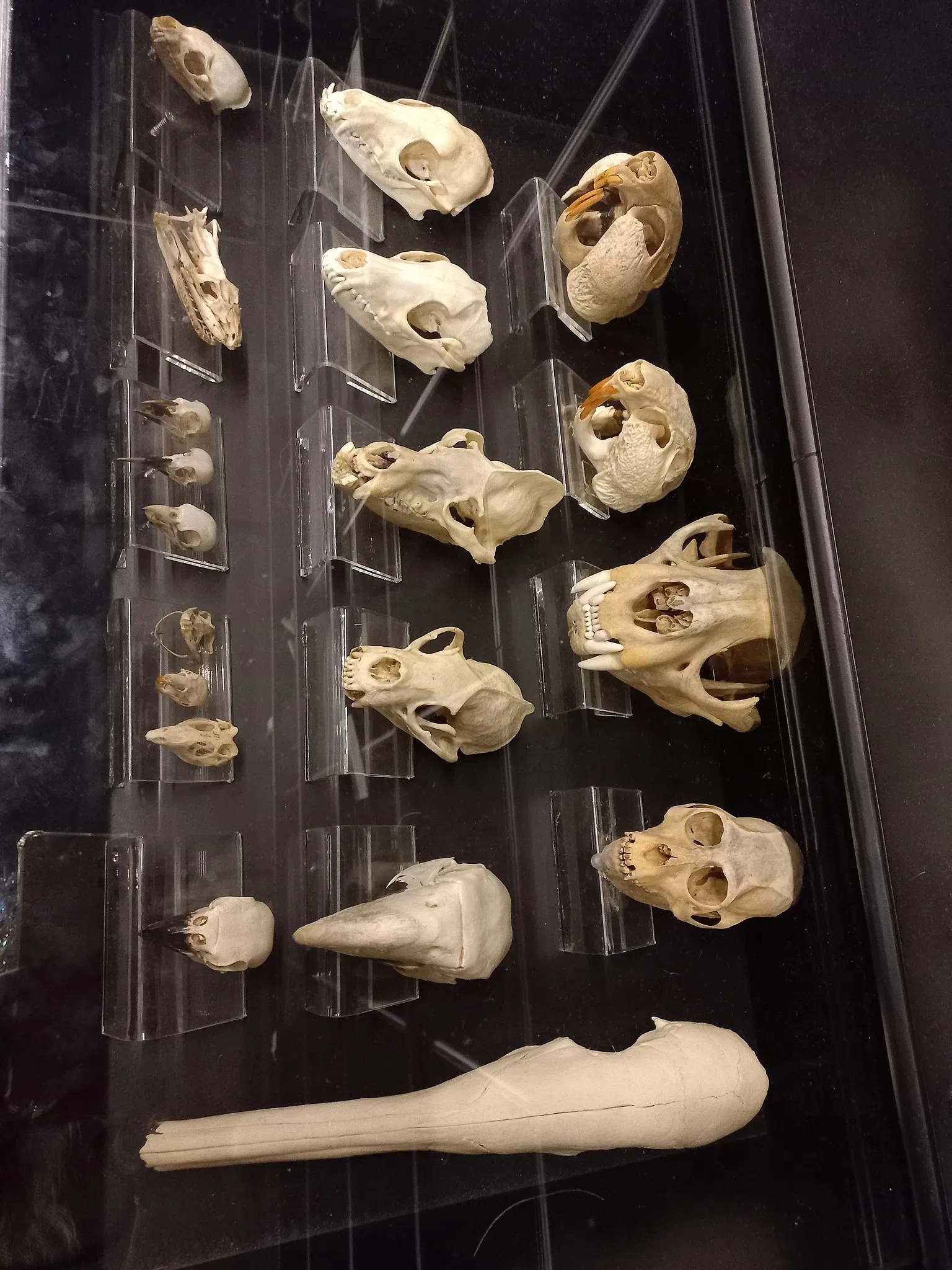 Museum of Zoology of the University of São Paulo